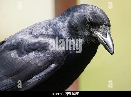 Grande uccello nero arriva sul ponte Foto Stock