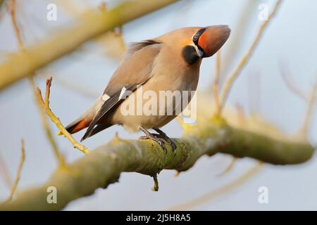 Bohemian waxwing (Bombycilla garrulus) sul ramo, Paesi Bassi Foto Stock