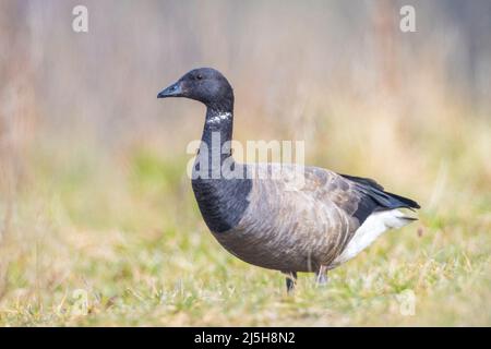 Brent o brent oca, Branta bernicla, foraging in un prato. Punto di vista basso. Foto Stock