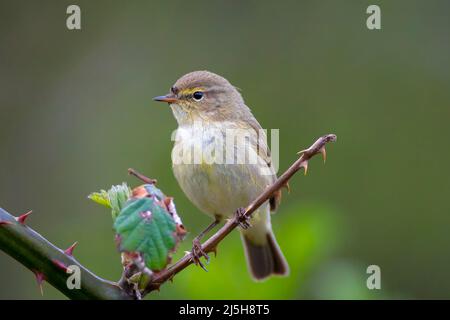 Close-up di Willow trillo bird, Phylloscopus trochilus, cantando su una bella serata estiva con soft retroilluminazione su un verde vivace sfondo. Foto Stock