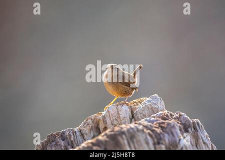 Closeup di un uccello eurasiatico Wren, Troglodytes troglodytes, uccello che canta in una foresta durante la primavera Foto Stock