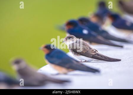 Sand martin, Riparia riparia, conosciuta anche come inghiottita in arroccato Foto Stock