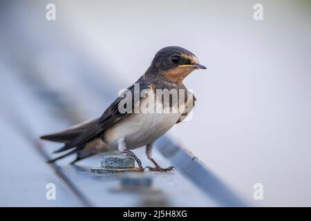 Barn Swallow, Hirundo rustica, pulcini che sono alimentati.. Un gruppo grande di questi fienile inghiottisce foraging e caccia insetti e prendendo il loro riposo occasionale sopra Foto Stock