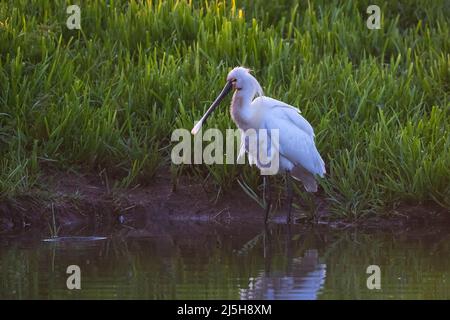 Primo piano di una spatola comune; plalea leucorodia; foraging in un prato Foto Stock