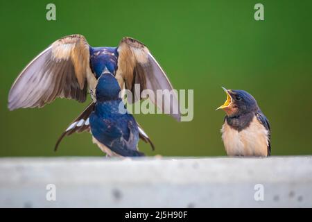 Barn Swallow, Hirundo rustica, pulcini che sono alimentati.. Un gruppo grande di questi fienile inghiottisce foraging e caccia insetti e prendendo il loro riposo occasionale sopra Foto Stock