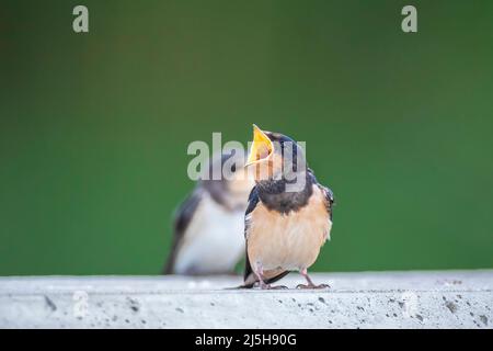 Barn Swallow, Hirundo rustica, pulcini che sono alimentati.. Un gruppo grande di questi fienile inghiottisce foraging e caccia insetti e prendendo il loro riposo occasionale sopra Foto Stock