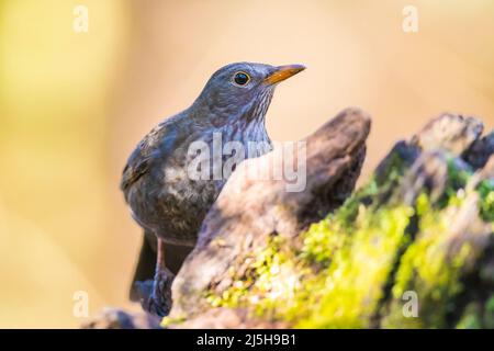 Una donna europea Blackbird, turdus merula, che canta in un albero con in una giornata chiara e soleggiata nella stagione primaverile. Foto Stock