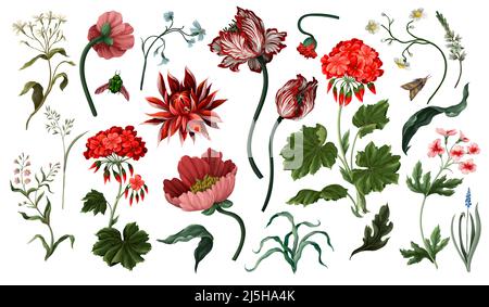 Fiori botanici vittoriani e insetti isolati. Tulipano, peonia e altro. Illustrazione Vettoriale