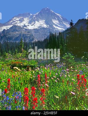 Mt Rainier dal campo di caccia Indian Henry's, Mt Rainier National Park, Cascade Range, Washington Foto Stock