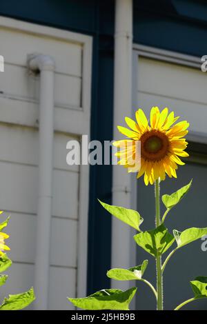 Girasoli in fiore nel cortile posteriore Foto Stock