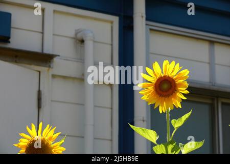 Girasoli in fiore nel cortile posteriore Foto Stock