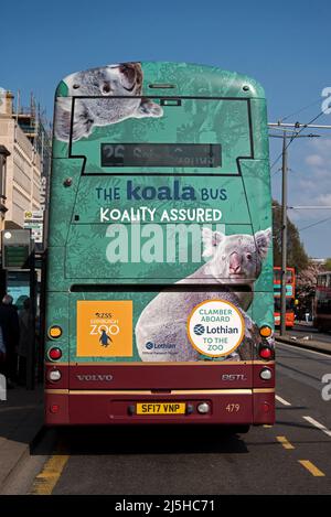 Il Koala Bus, lo Zoo di Edimburgo, con koala sul retro di un autobus Lothian su Princes Street, Edimburgo, Scozia, Regno Unito. Foto Stock