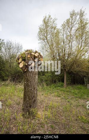Pollarded Tree, Newport Wetlands, Galles, Regno Unito Foto Stock