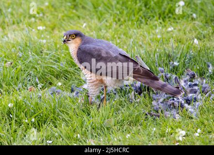 Maschio Sparrowhawk eurasiatico, Accipiter nisus, mangiare preda una casa passera in un giardino in Galles, Regno Unito Foto Stock