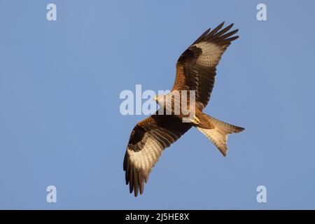 Il kite rosso (Milvus milvus) è un uccello della famiglia degli Accipitridae di medie dimensioni Foto Stock