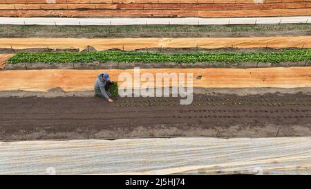 Piantare barbabietola rosso Beta vulgaris piantare bio agricoltore drone agricoltura aerea e agricola giardino foglia verde giardiniere tavola cena a mano natura Foto Stock