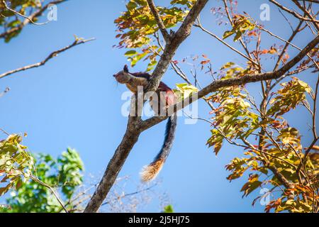 Scoiattolo gigante Malabar (Ratufa indica) o scoiattolo gigante indiano nel suo habitat naturale nella Riserva della Foresta di Nagarhole, Karnataka, India. Foto Stock