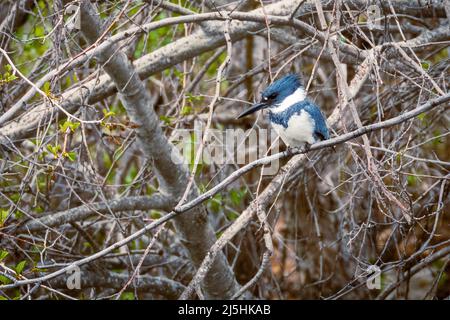 Martin pescatore con cintura maschile (Megaceryle alcyon) arroccato su un ramo in cerca di pesce nel torrente sottostante. Fotografato nella contea di Shasta, California, USA. Foto Stock