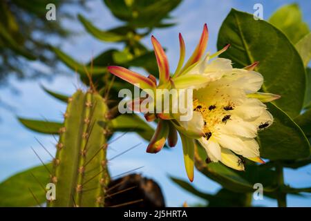 mandacaru fiore, cactus che fiorisce di notte Foto Stock