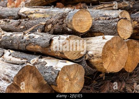 Una pila di pini freschi tagliati in Australia del Sud il 20th 2022 febbraio Foto Stock