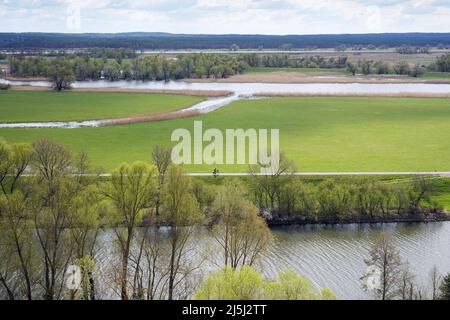 19 aprile 2022, Brandeburgo, Schwedt/OT Schöneberg: Vista dal punto panoramico Richterberg ai margini del villaggio di Stützkow nel Parco Nazionale bassa Valle dell'Oder verso il fiume Oder. Il parco nazionale ha una superficie di circa 10.300 ettari ed è stato fondato nel 1995. Qui si possono trovare innumerevoli specie animali e vegetali rare. Il parco nazionale è anche ben sviluppato per i turisti su sentieri escursionistici e ciclabili. Foto: Soeren Stache/dpa/ZB Foto Stock