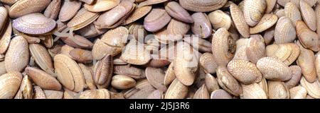 Vongole fresche nel mercato dei frutti di mare Foto Stock