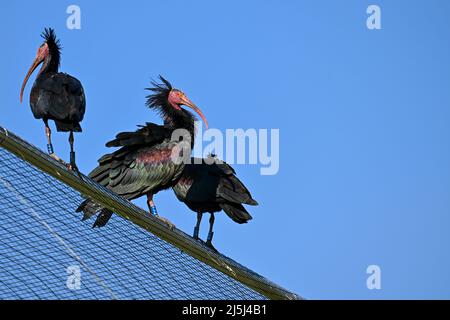 21 aprile 2022, Baden-Wuerttemberg, Überlingen: Tre buestards forestali siedono su una voliera di fronte ad un muro di allevamento dove costruiscono i loro nidi per riprodursi. Gli stellati forestali sono tornati solo recentemente al Lago di Costanza dalla loro area invernale in Italia. Foto: Felix Kästle/dpa Foto Stock