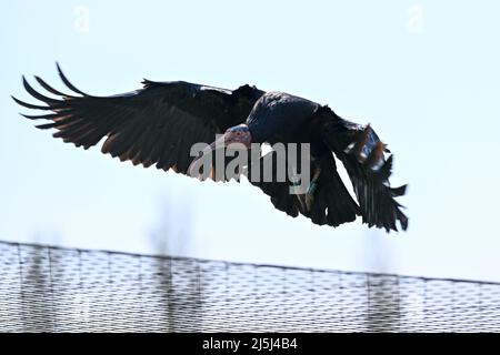 21 aprile 2022, Baden-Wuerttemberg, Überlingen: Un calvo ibis vola sopra una voliera e di fronte ad un muro di allevamento dove costruisce il suo nido per riprodursi. I Waldrapps sono tornati solo recentemente al Lago di Costanza dalla loro area invernale in Italia. Foto: Felix Kästle/dpa Foto Stock