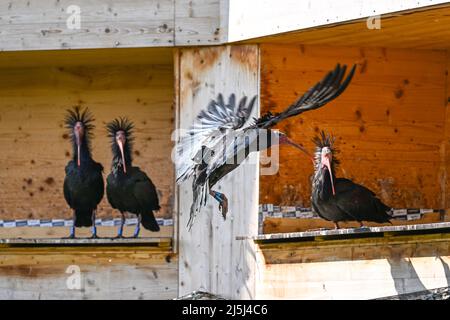 21 aprile 2022, Baden-Wuerttemberg, Überlingen: Tre Waltrappen siedono in un muro di allevamento dove costruiscono i nidi per riprodursi, mentre un quarto uccello sta appena iniziando a volare. Gli stellati forestali sono tornati solo recentemente al Lago di Costanza dalla loro area invernale in Italia. Foto: Felix Kästle/dpa Foto Stock