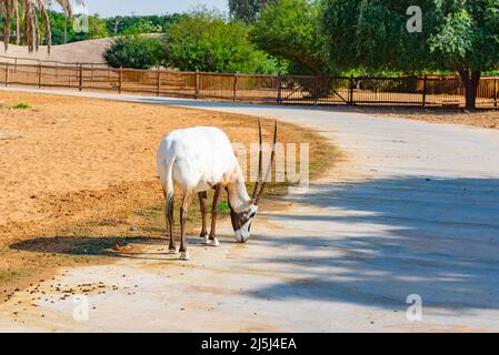 bella antilope a piedi nello zoo di dubai Foto Stock