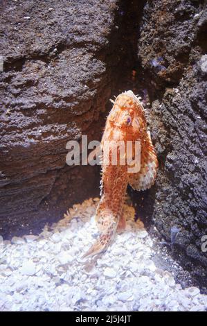 Pesce Scorpaena attaccato alla roccia sul fondo del mare Foto Stock