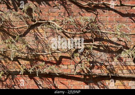 Vigne di glicine addestrate a crescere su un muro Foto Stock