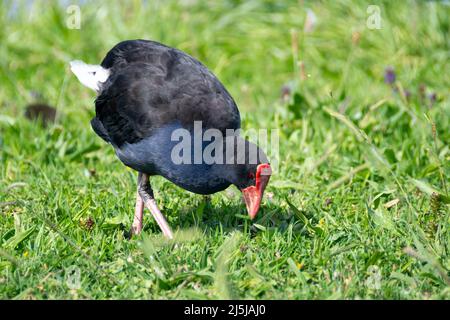 Pukeko, Waikanae, Kapiti District, Isola del Nord, Nuova Zelanda Foto Stock