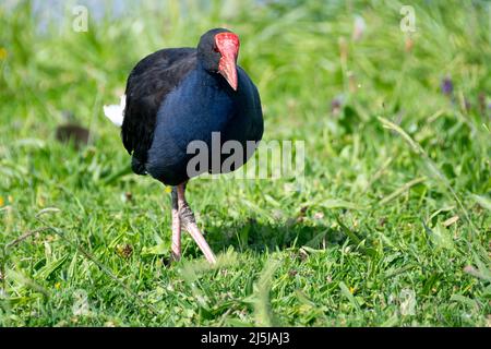 Pukeko, Waikanae, Kapiti District, Isola del Nord, Nuova Zelanda Foto Stock