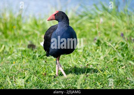 Pukeko, Waikanae, Kapiti District, Isola del Nord, Nuova Zelanda Foto Stock