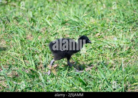 Pukeko, Waikanae, Kapiti District, Isola del Nord, Nuova Zelanda Foto Stock