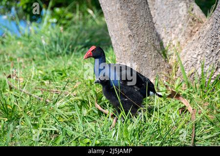 Pukeko, Waikanae, Kapiti District, Isola del Nord, Nuova Zelanda Foto Stock