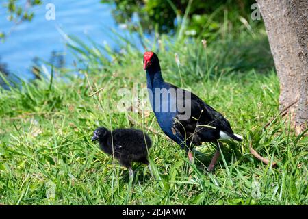 Pukeko con pulcino, Waikanae, Kapiti District, Isola del Nord, Nuova Zelanda Foto Stock