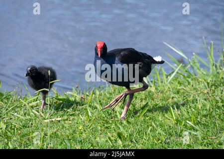 Pukeko con pulcino, Waikanae, Kapiti District, Isola del Nord, Nuova Zelanda Foto Stock