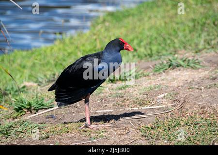 Pukeko, Waikanae, Kapiti District, Isola del Nord, Nuova Zelanda Foto Stock