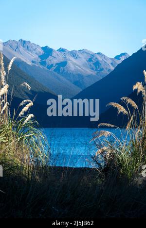 Erba di Toitoi che cresce sulla riva del lago Rotoiti, Nelson Lakes National Park, South Island, Nuova Zelanda Foto Stock