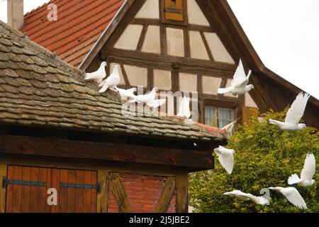 Colombe bianche a Dambach la Ville in alsazia in Francia Foto Stock