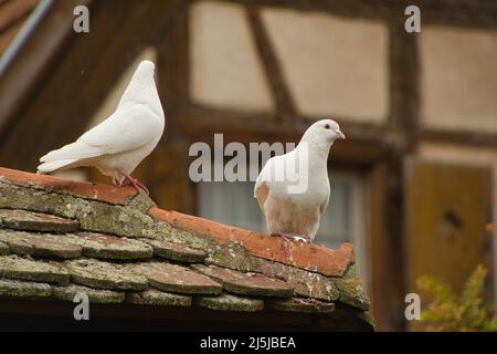 Colombe bianche a Dambach la Ville in alsazia in Francia Foto Stock