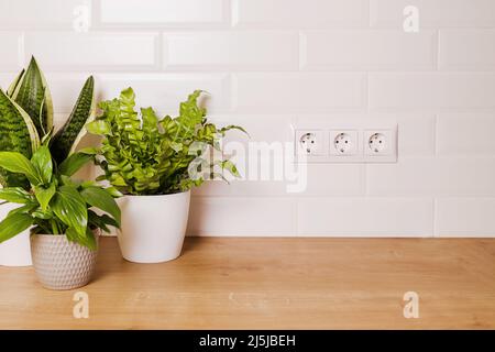 mockup con piante verdi per la casa e parete bianca vuota con prese elettriche su di esso Foto Stock