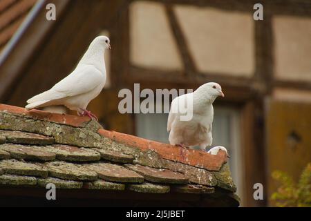 Colombe bianche a Dambach la Ville in alsazia in Francia Foto Stock