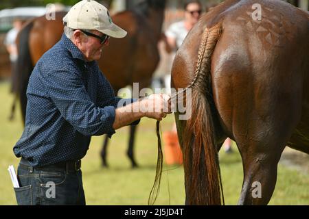 KUMARA, NUOVA ZELANDA, 8 GENNAIO 2022; Un allenatore intreccia la coda di un cavallo alla competizione Gold Nuggets al Kumara Race Track, 8 gennaio 2022 . Foto Stock
