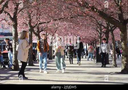Stoccolma, Svezia - 19 aprile 2022: Le persone nel parco di Kungstradgarden godono di primavera con i ciliegi giapponesi fioriti. Foto Stock
