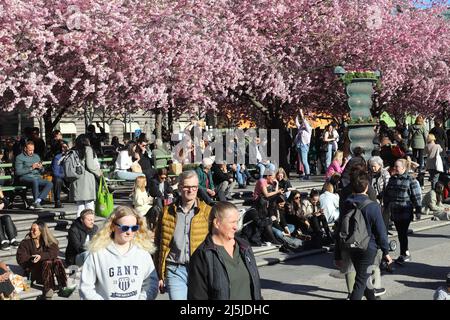 Stoccolma, Svezia - 21 aprile 2022: Le persone nel parco di Kungstradgarden godono di primavera con i ciliegi giapponesi fioriti. Foto Stock