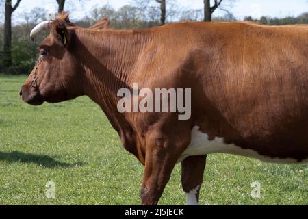 Mucca rossa spotted con le corna in un prato verde di primavera soleggiato. Vista laterale Foto Stock