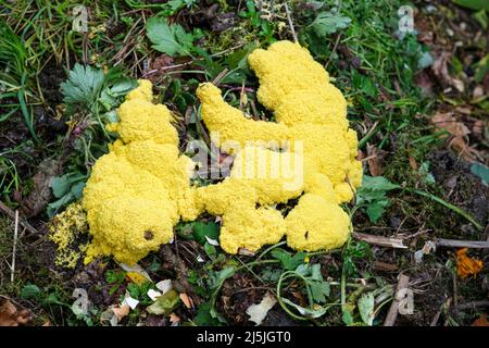 La muffa di melma di vomito del cane (anche conosciuta come lime di uovo strapazzate o fiori di tan), Fuligo septica, che cresce su un mucchio di composto Foto Stock